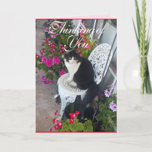 Tuxedo Katze Niedliche Hübsche Blume Katzen Denkka Karte