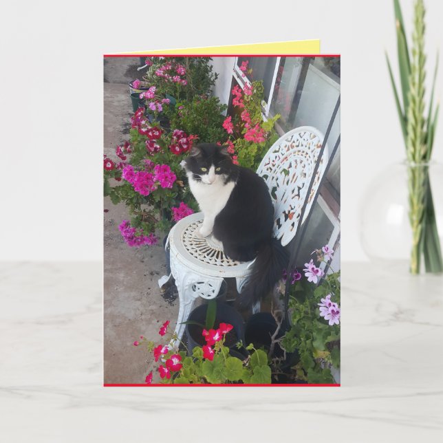 Tuxedo Katze Niedliche Hübsche Blume Katzen Geburt Karte (Vorderseite)