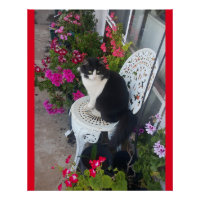 Tuxedo Katze Niedliche Hübsche Blume Katzen Geburt