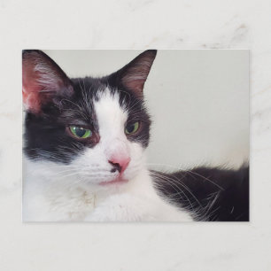 Tuxedo-Katze Postkarte