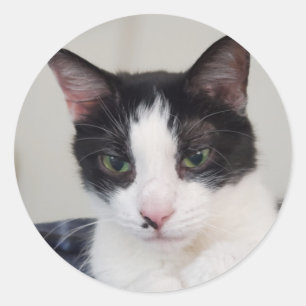 Tuxedo-Katze Runder Aufkleber