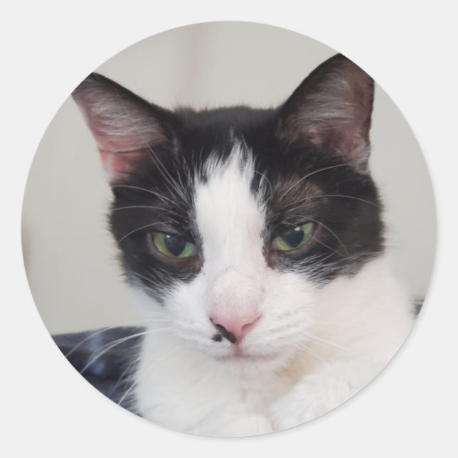 Tuxedo-Katze Runder Aufkleber (Vorderseite)
