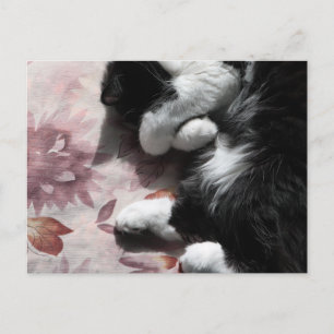 Tuxedo-Katzen-Kunst Süße Rosa Nase Kitty Katzen Ku Postkarte
