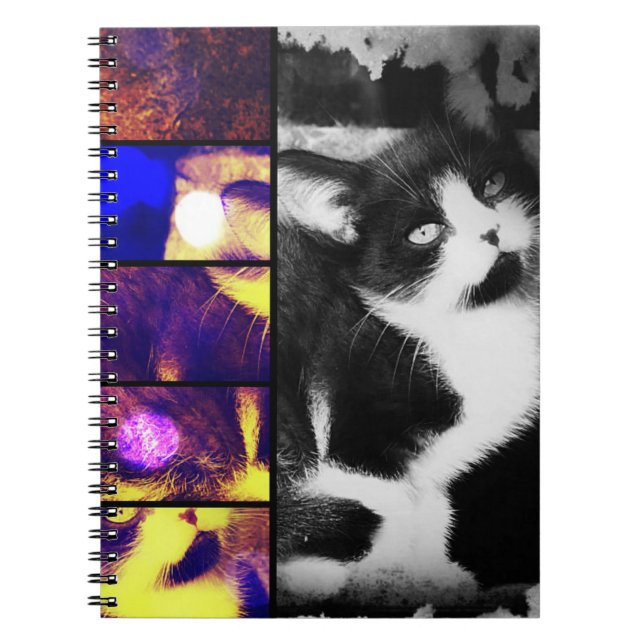 Tuxedo Kitten Foto Art Notebook Notizblock (Vorderseite)