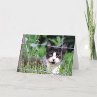 Tuxedo Kitten im Garten Grußkarte