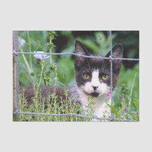 Tuxedo Kitten im Garten Seidenpapier