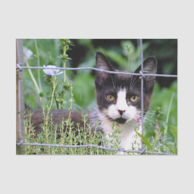 Tuxedo Kitten im Garten Seidenpapier (Vorderseite)