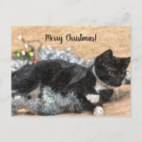 Tuxedo Kitten Tinsel und Lights Christmas Postard