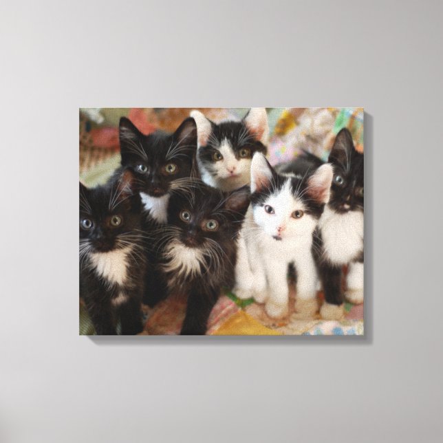 Tuxedo Kittens Leinwanddruck (Vorderseite)