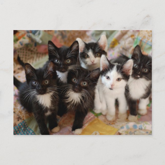 Tuxedo Kittens Postkarte (Vorderseite)