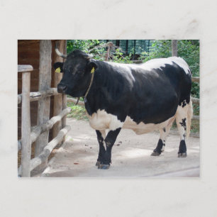 Tuxer Cattle Postkarte
