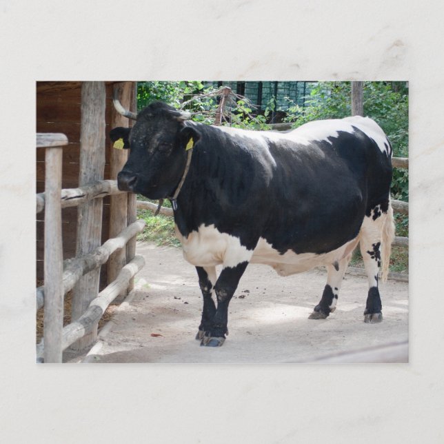 Tuxer Cattle Postkarte (Vorderseite)