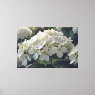 *~* TV2 Soft Hydrangea Stretched Canvas Print Leinwanddruck