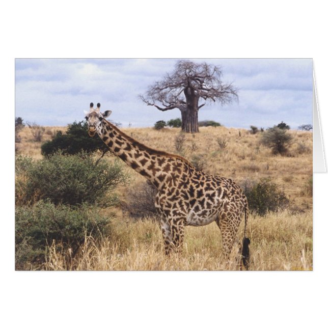 Twiga Masai (Masai-Giraffe) (Vorderseite (Horizontal))