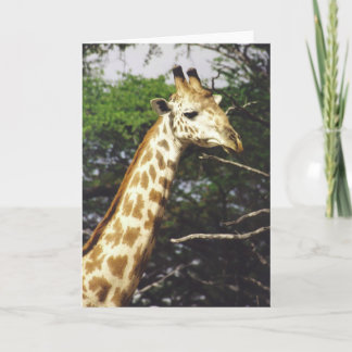 Twiga Masai (Masai-Giraffe) Karte