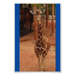 Twiggy 4X6 Print #2 Fotodruck