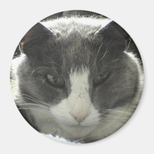 Twiggy Katze Magnet
