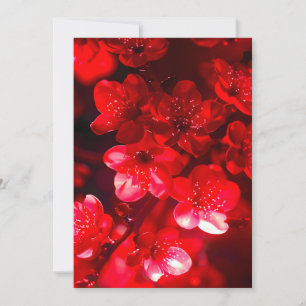 Twilight Cherry Blossom Glow Ankündigung