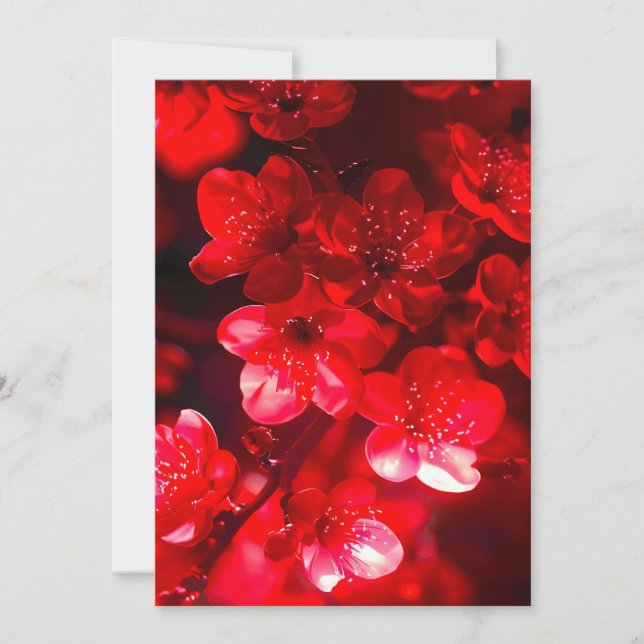 Twilight Cherry Blossom Glow Ankündigung (Vorderseite)