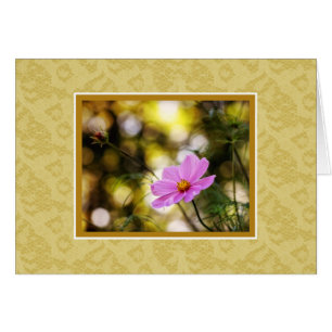 Twilight Cosmos-Wildblume