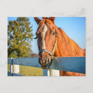 Twilight Rose Vollblut-Rennpferd Postkarte