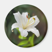 Twilight Weiße Lilie