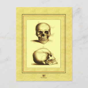 Twin Antique Skulls Postkarte