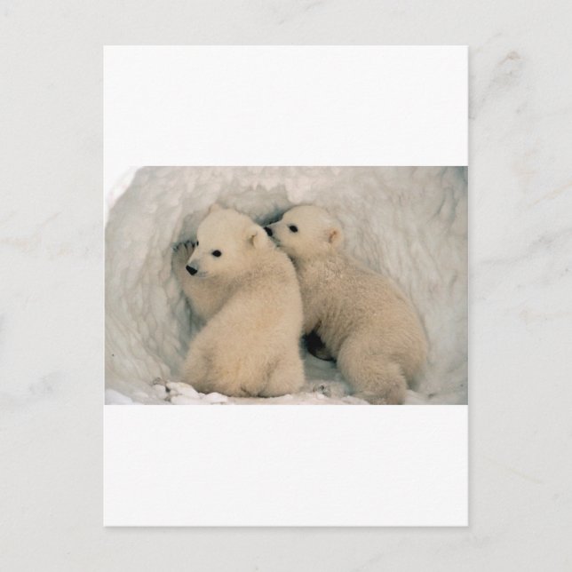 TWIN BABY POLAR BEARS POSTKARTE (Vorderseite)