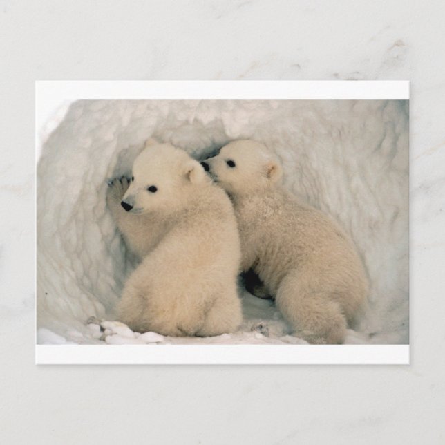 TWIN BABY POLAR BEARS POSTKARTE (Vorderseite)