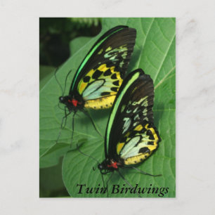 Twin Butterfly Postcard Postkarte