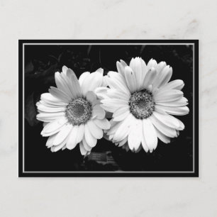 Twin Daisies Postkarte