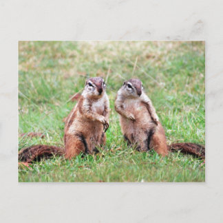 Twin Eichhörnchen Postkarte