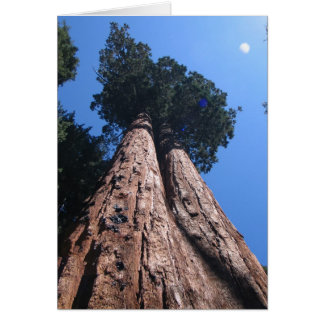 Twin Giant Sequoias, Sequoia Nationalpark