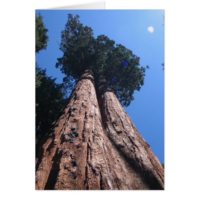 Twin Giant Sequoias, Sequoia Nationalpark (Vorne)
