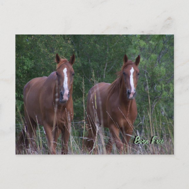 Twin Horses - Born Free Postkarte (Vorderseite)