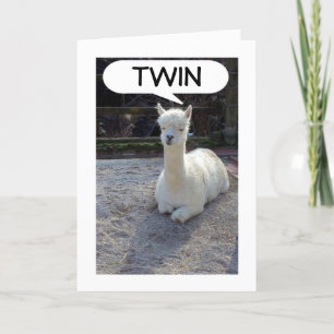 TWIN-LLAMA SAGT, KEINER HABE EIN BESSERES ZWEIMAL  KARTE