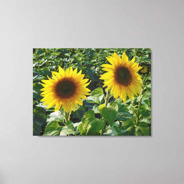 Twin Sunblumen Wrapped Canvas Print Leinwanddruck (Vorderseite)