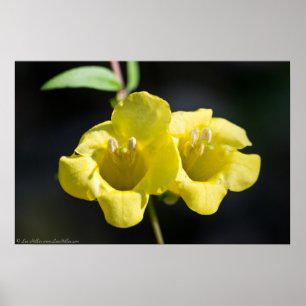 "Twin Suns" Yellow Foxglove Wildblume Poster