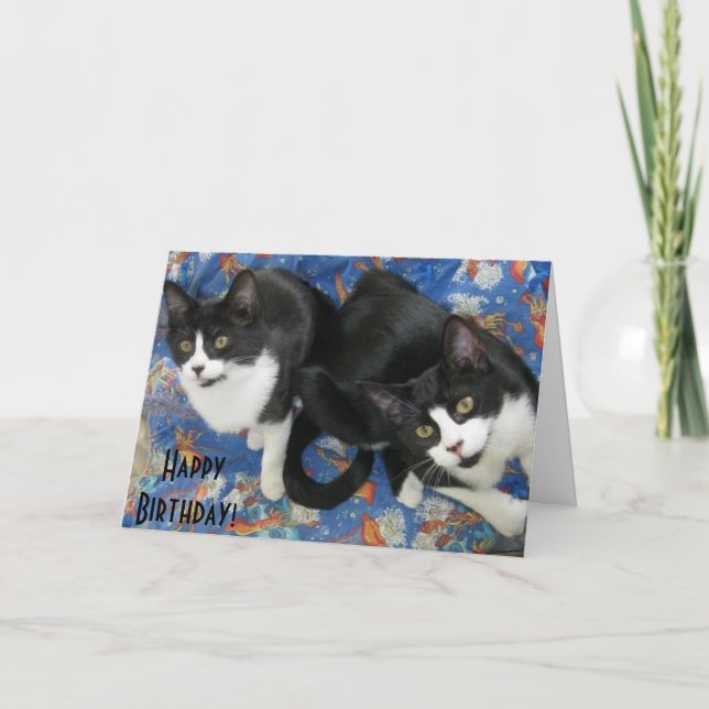Twin Tuxedo Kittens Geburtstagskarte Karte (Vorderseite)