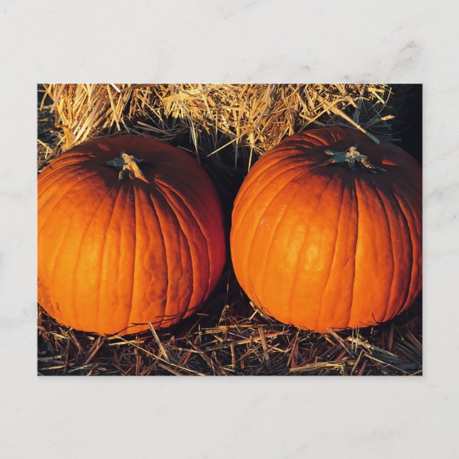 Twin Vintag Pumpkins Postkarte (Vorderseite)