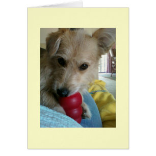 Twinkie der Wunder-Hund