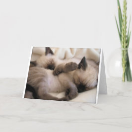 Twins Pet Cat Niedlich Siam Kitten Feiertagskarte