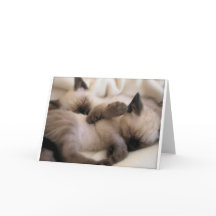 Twins Pet Cat Niedlich Siam Kitten