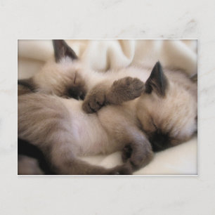 Twins Pet Cat Niedlich Siam Kitten Postkarte