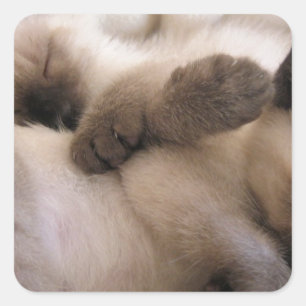 Twins Pet Cat Niedlich Siam Kitten Quadratischer Aufkleber