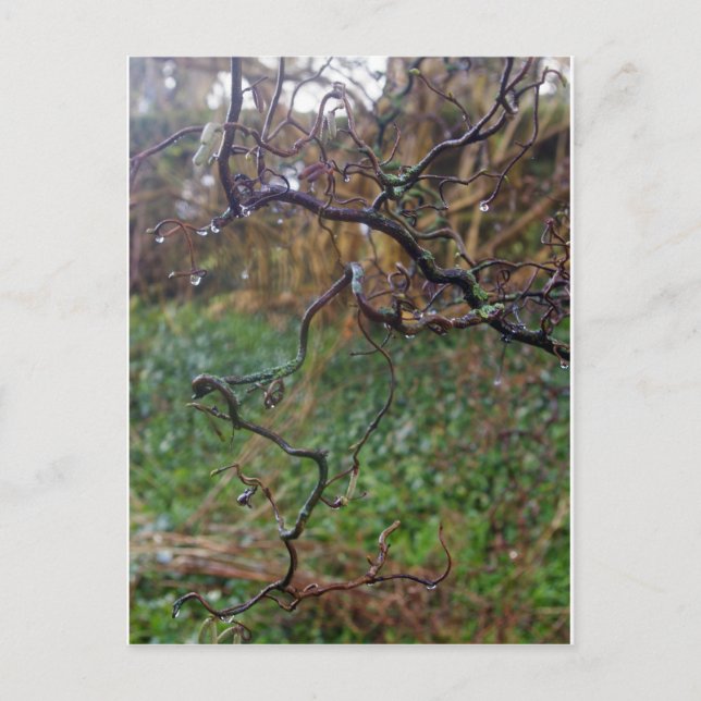 Twisted Hazel Postkarte (Vorderseite)