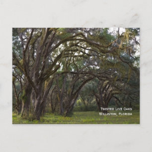 Twisted Live Oaks Postcard Postkarte