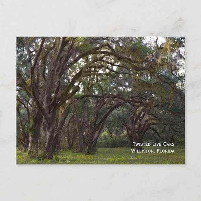 Twisted Live Oaks Postcard Postkarte (Vorderseite)