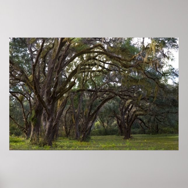 Twisted Live Oaks Print Poster (Vorne)