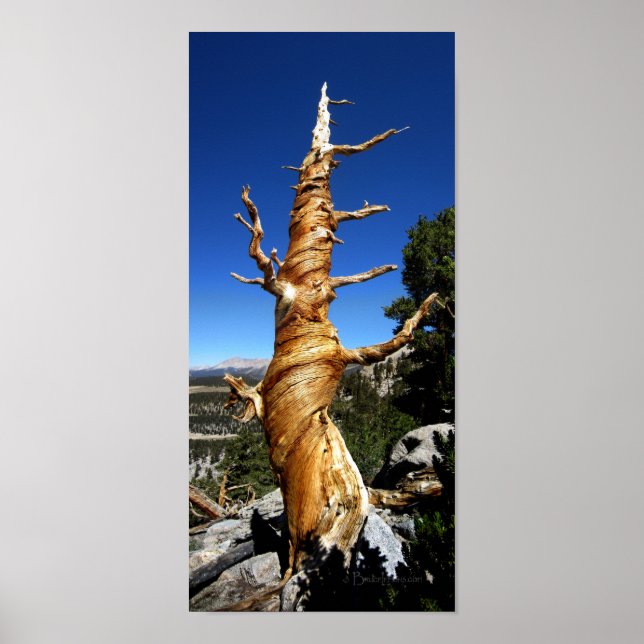 Twisty Foxtail Pine - Sierra Nevada Poster (Vorne)